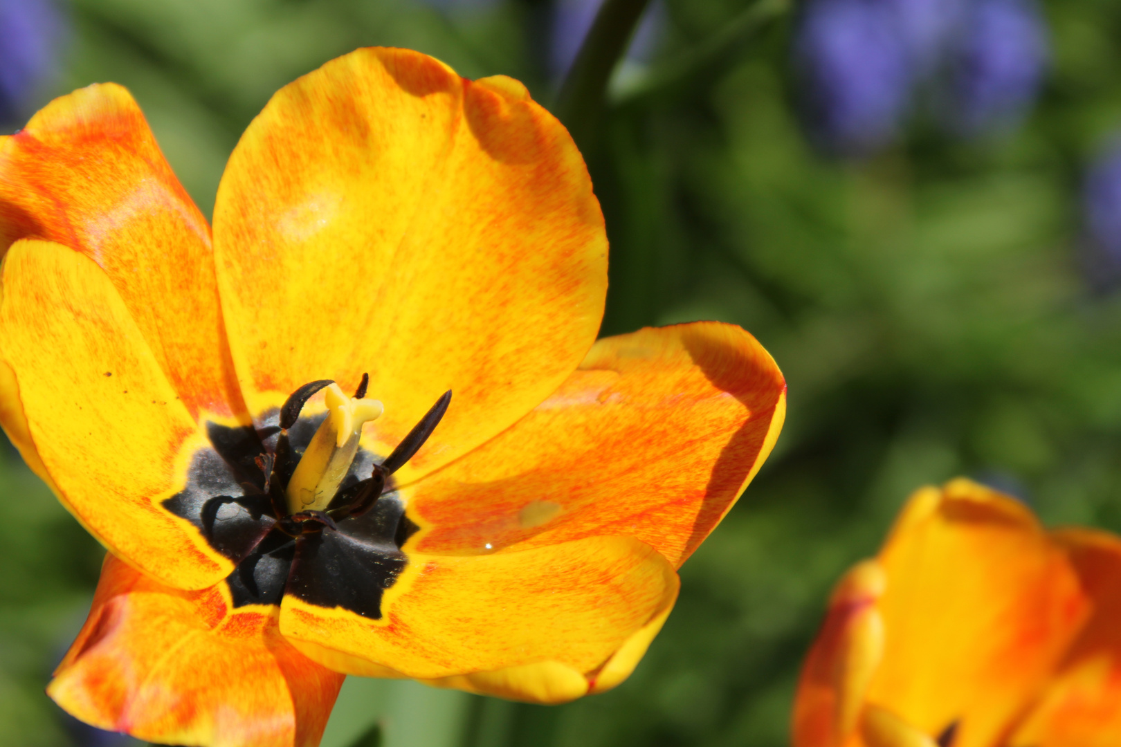 Der Frühling erwacht . . .