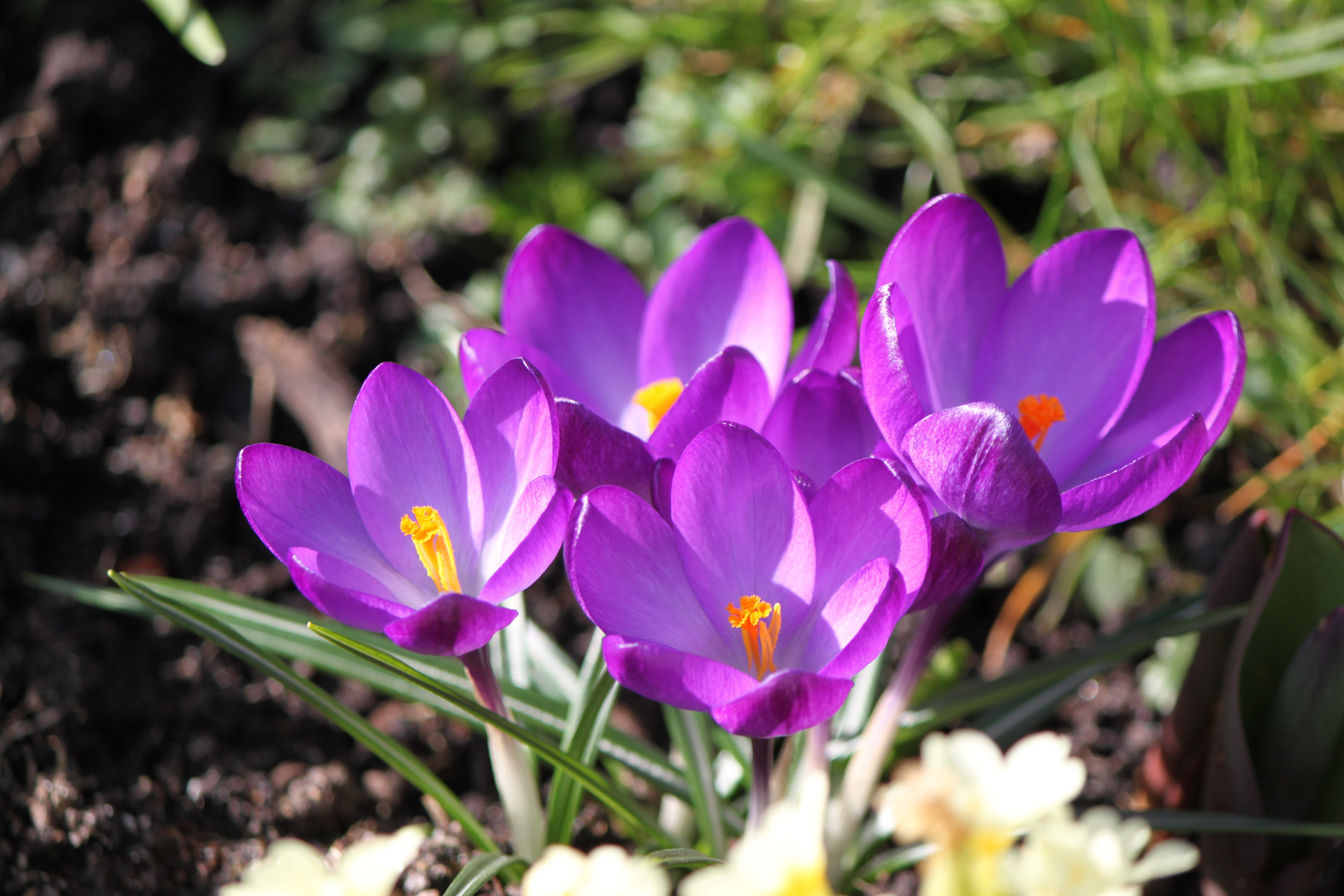 Der Frühling erwacht