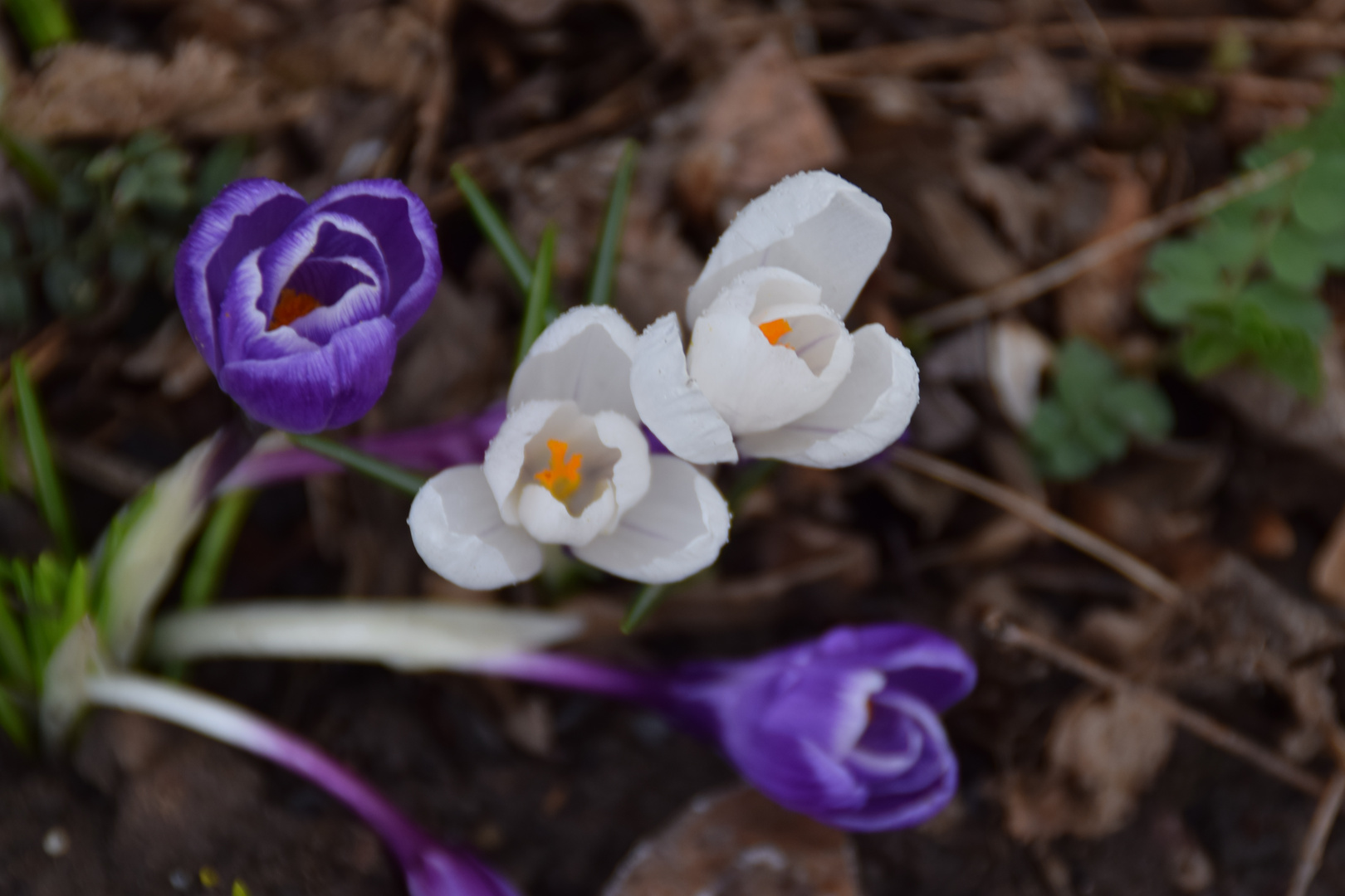 Der Frühling erwacht