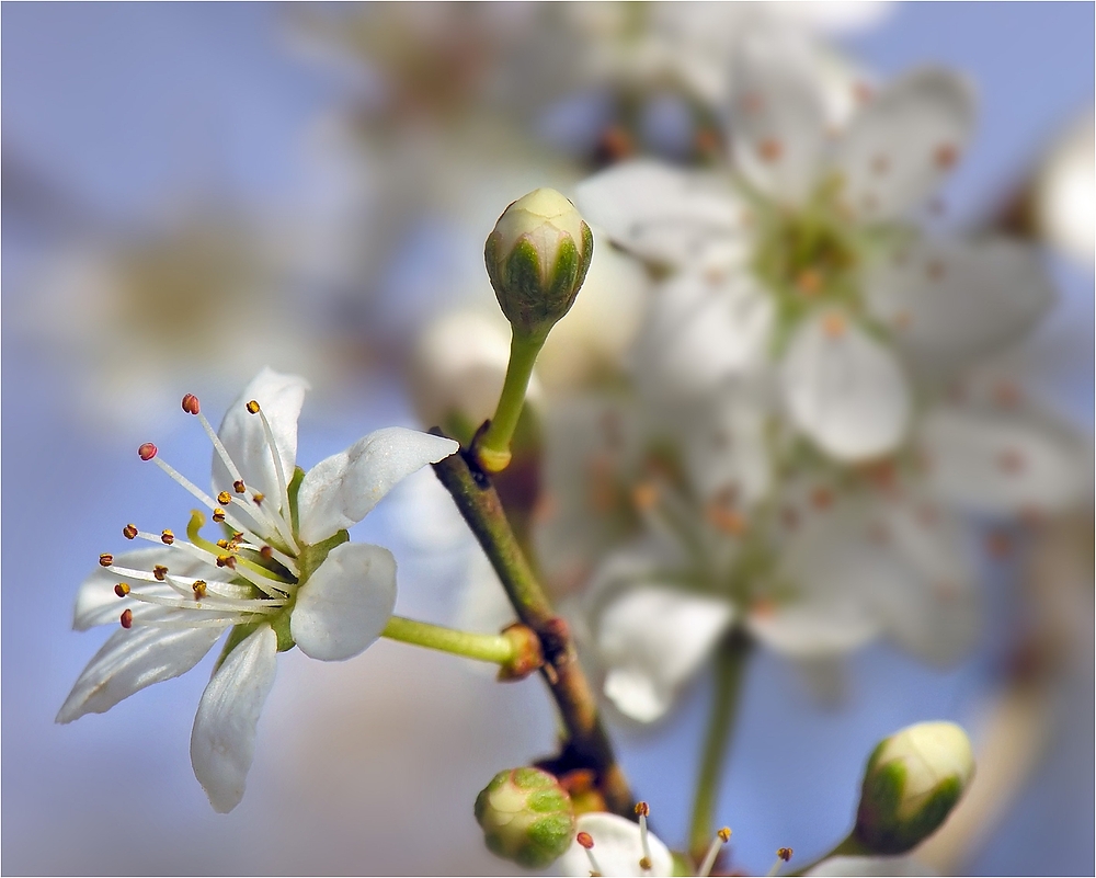 Der Frühling erwacht