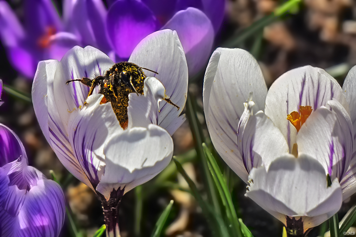 Der Frühling erwacht