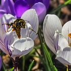 Der Frühling erwacht