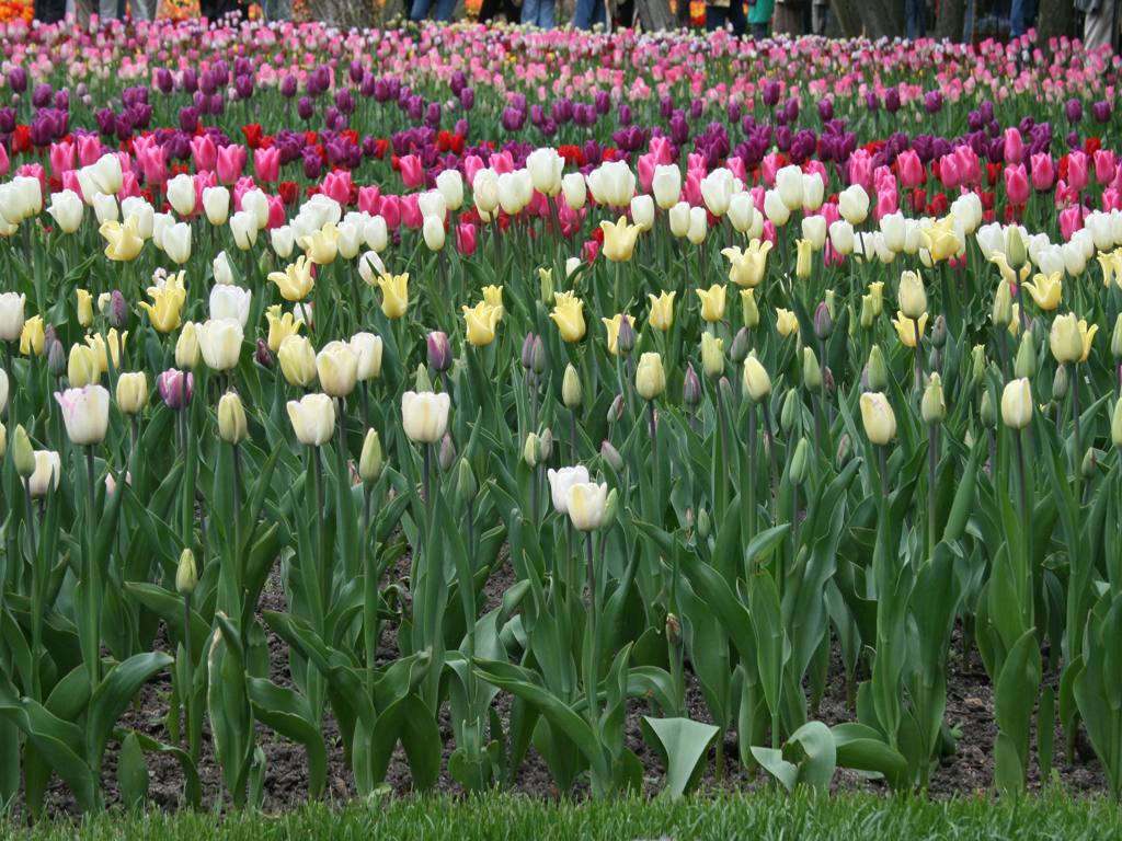 der Frühling erwacht