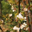 Der Frühling erwacht