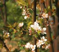 Der Frühling erwacht