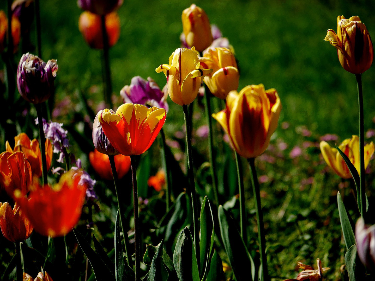 Der Frühling erwacht