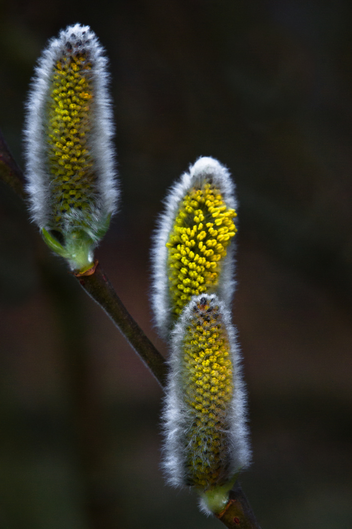 Der Frühling erwacht…