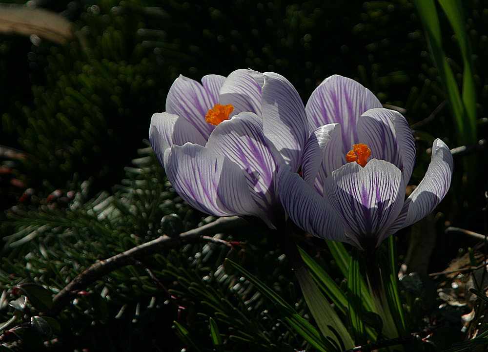 Der Frühling erwacht...