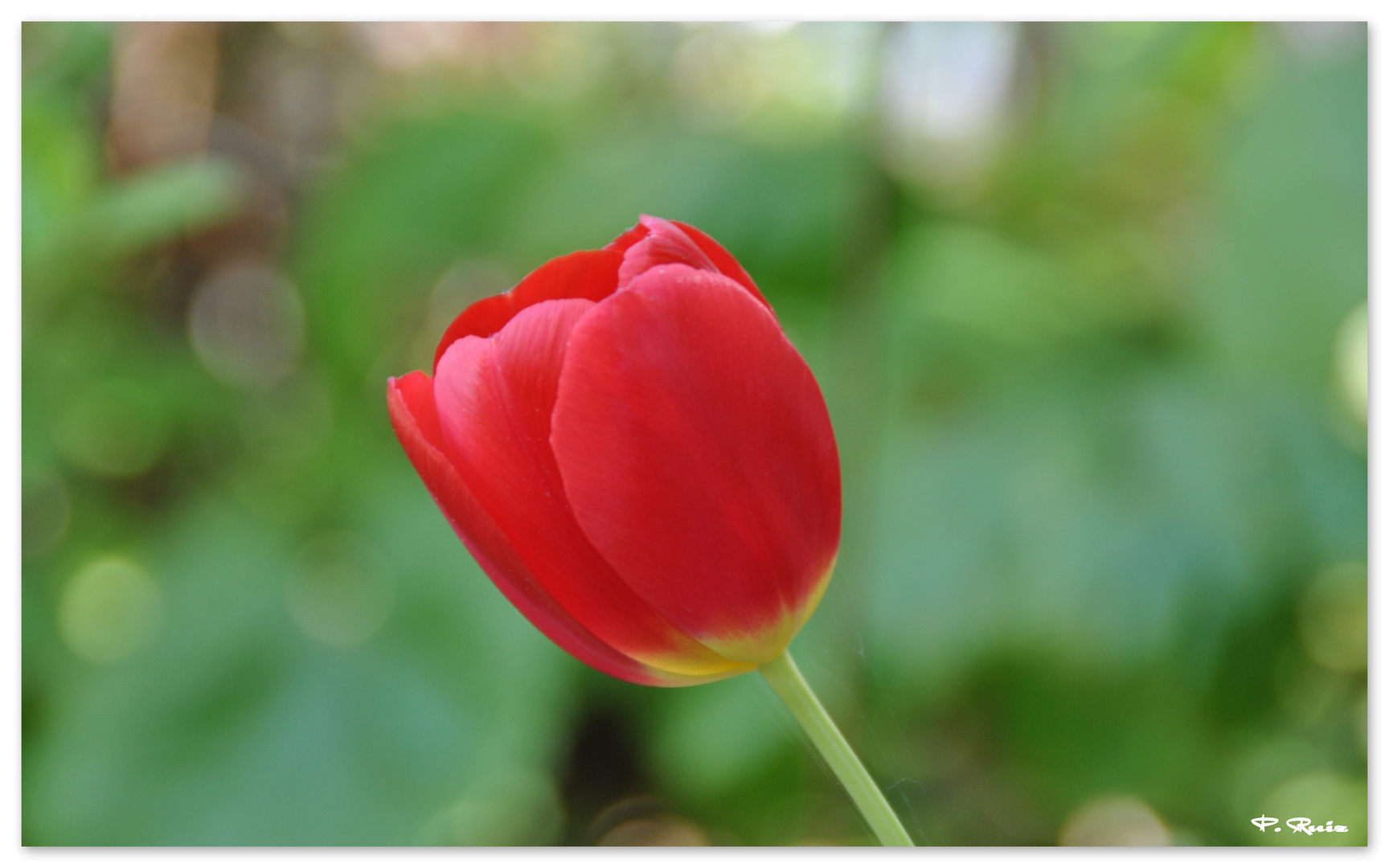 Der Frühling erwacht...