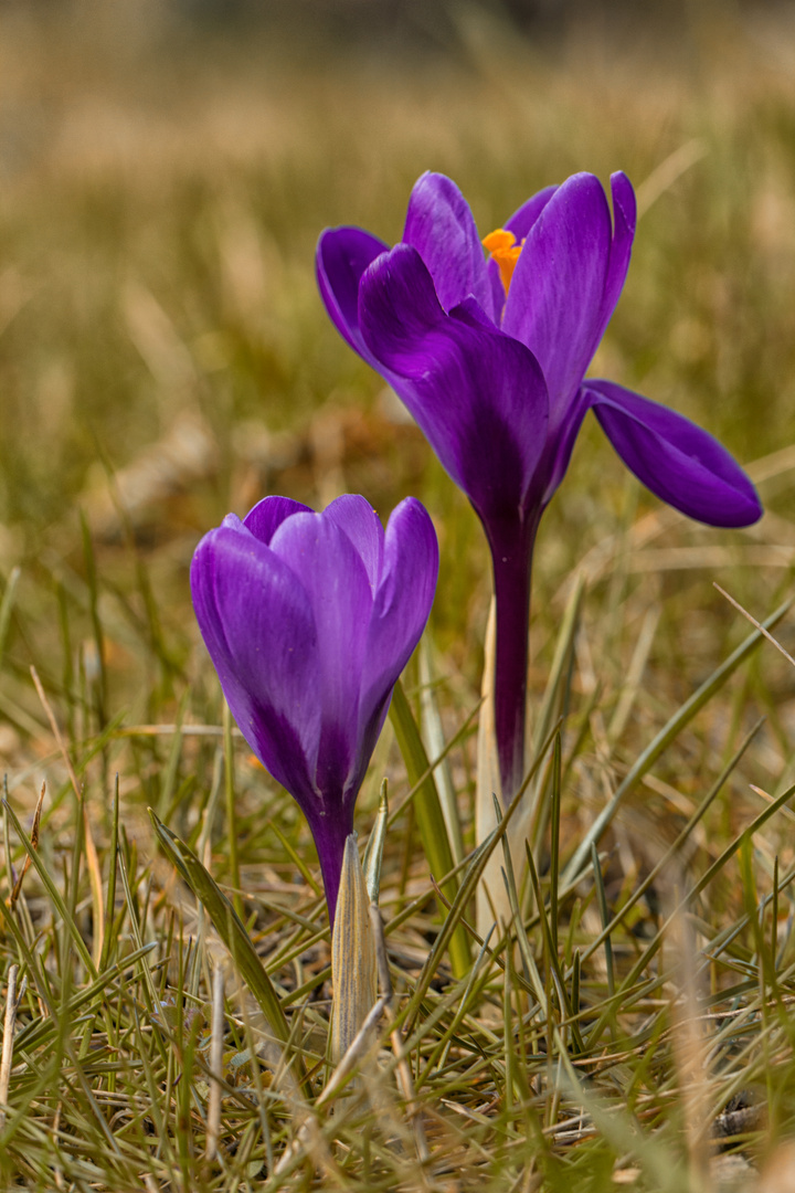 der Frühling erwacht...