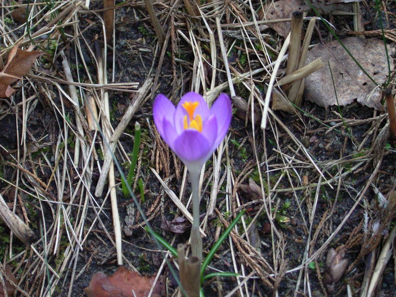 Der Frühling ERWACHT !!!!