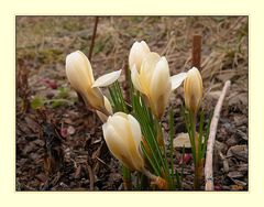 Der Frühling erwacht