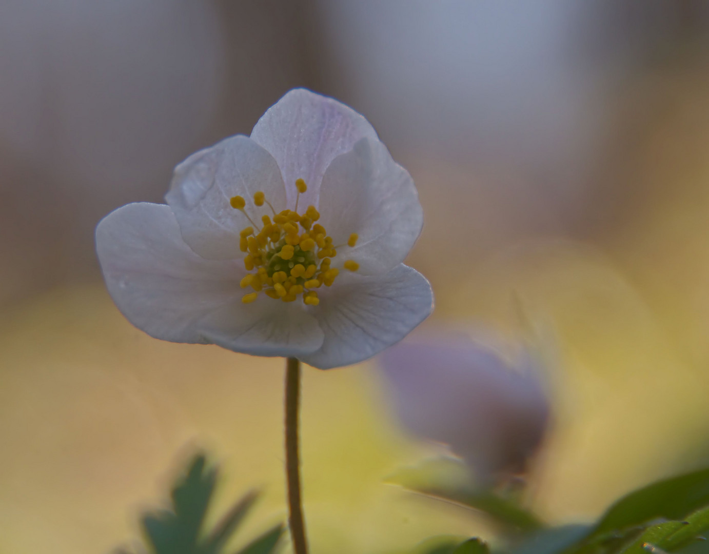 der Frühling erwacht im Wald