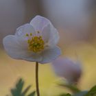 der Frühling erwacht im Wald