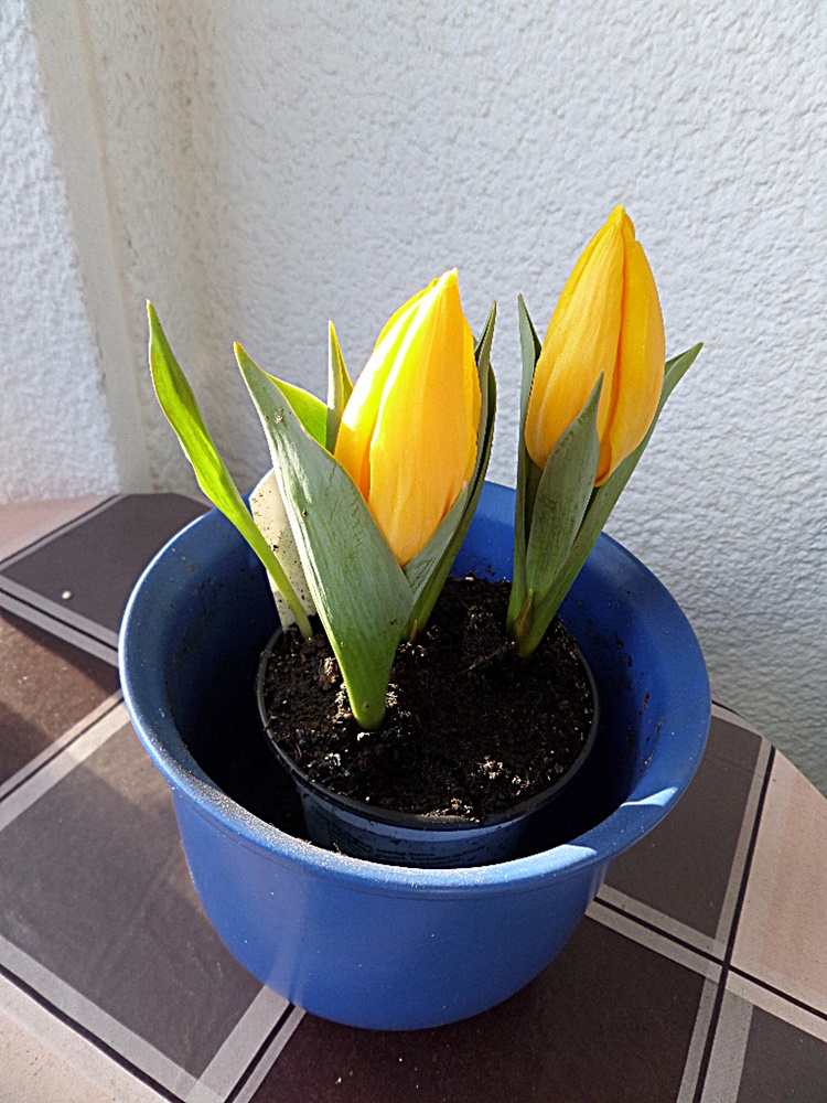 Der Frühling erwacht langsam.