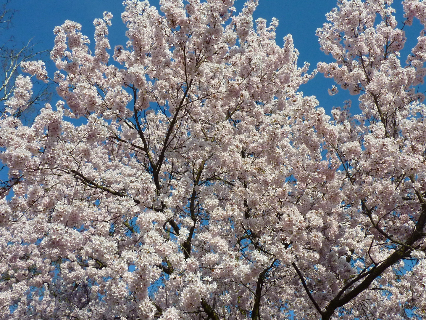 Der Frühling erwacht...3