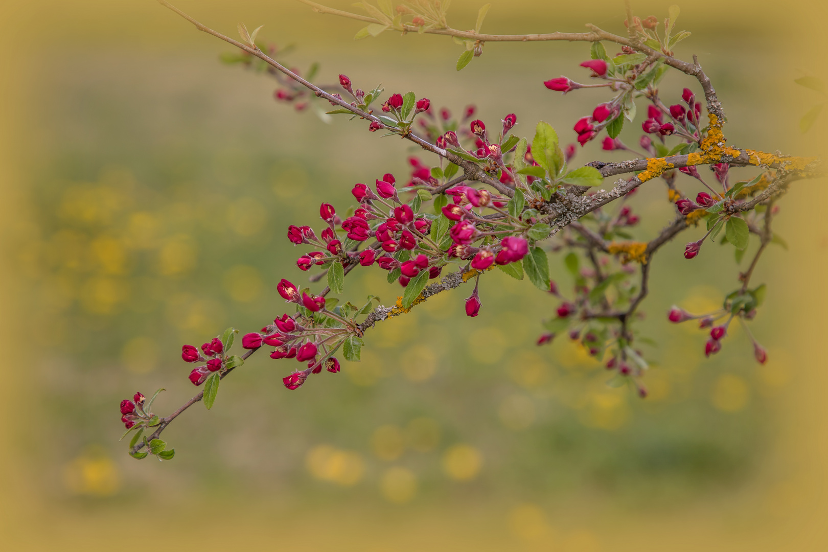 - Der Frühling erzählt -