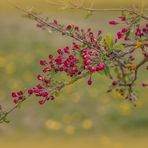 - Der Frühling erzählt -