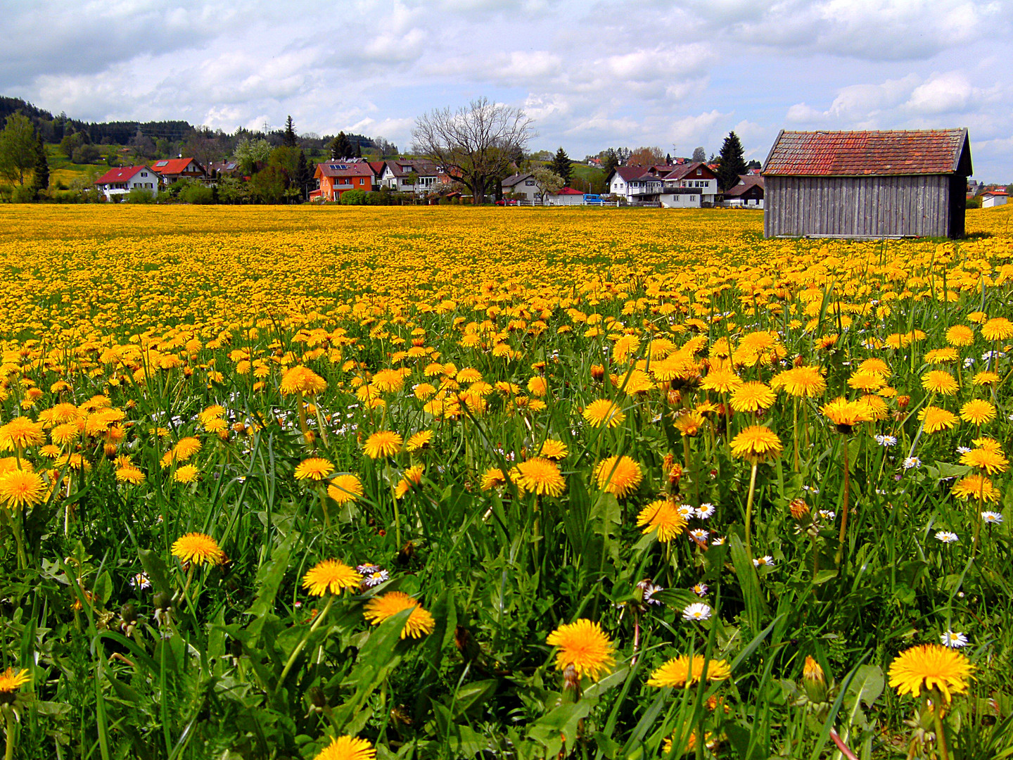 der Frühling