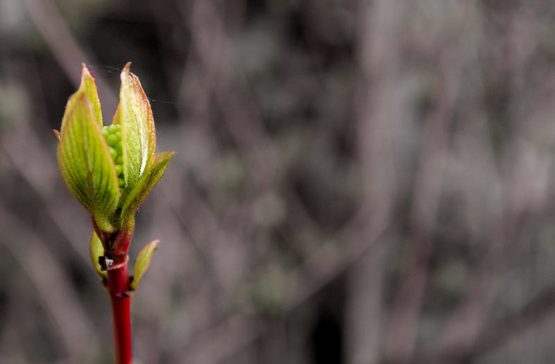 Der Frühling...