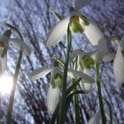 der Frühling ganz groß im kommen