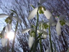 der Frühling ganz groß im kommen