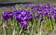 Der Frühling - ganz nah