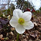 Der Frühling geht auf...