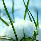 Der Frühling gewinnt den Kampf