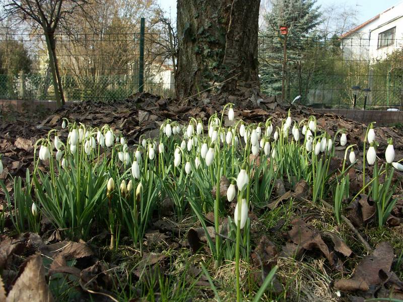 Der Frühling gewinnt II