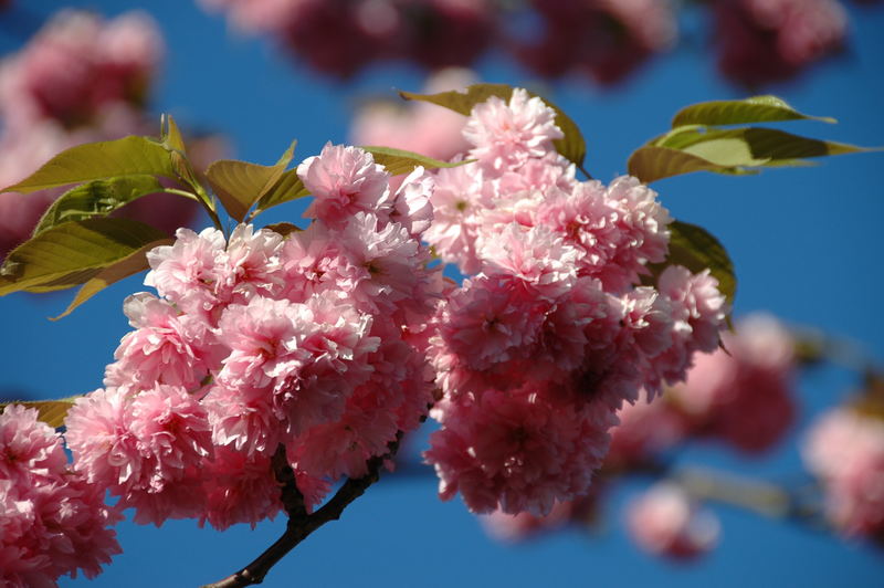 Der Frühling gibt Vollgas