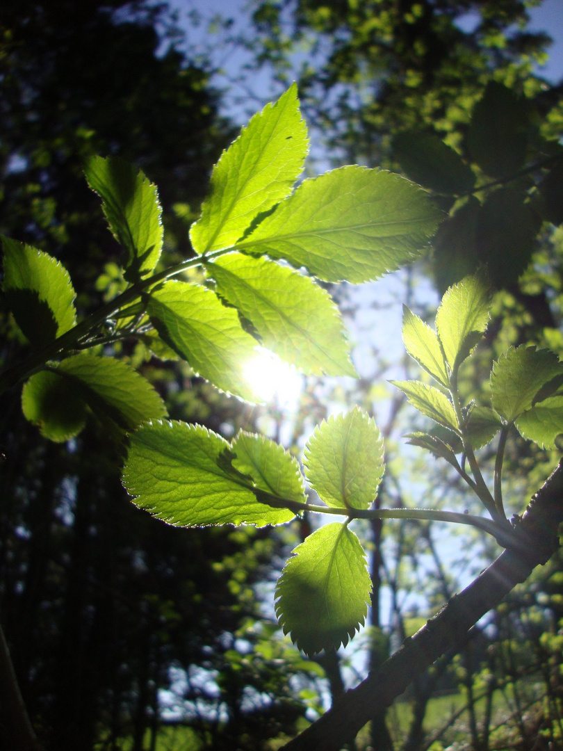 der frühling glänzt