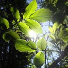 der frühling glänzt