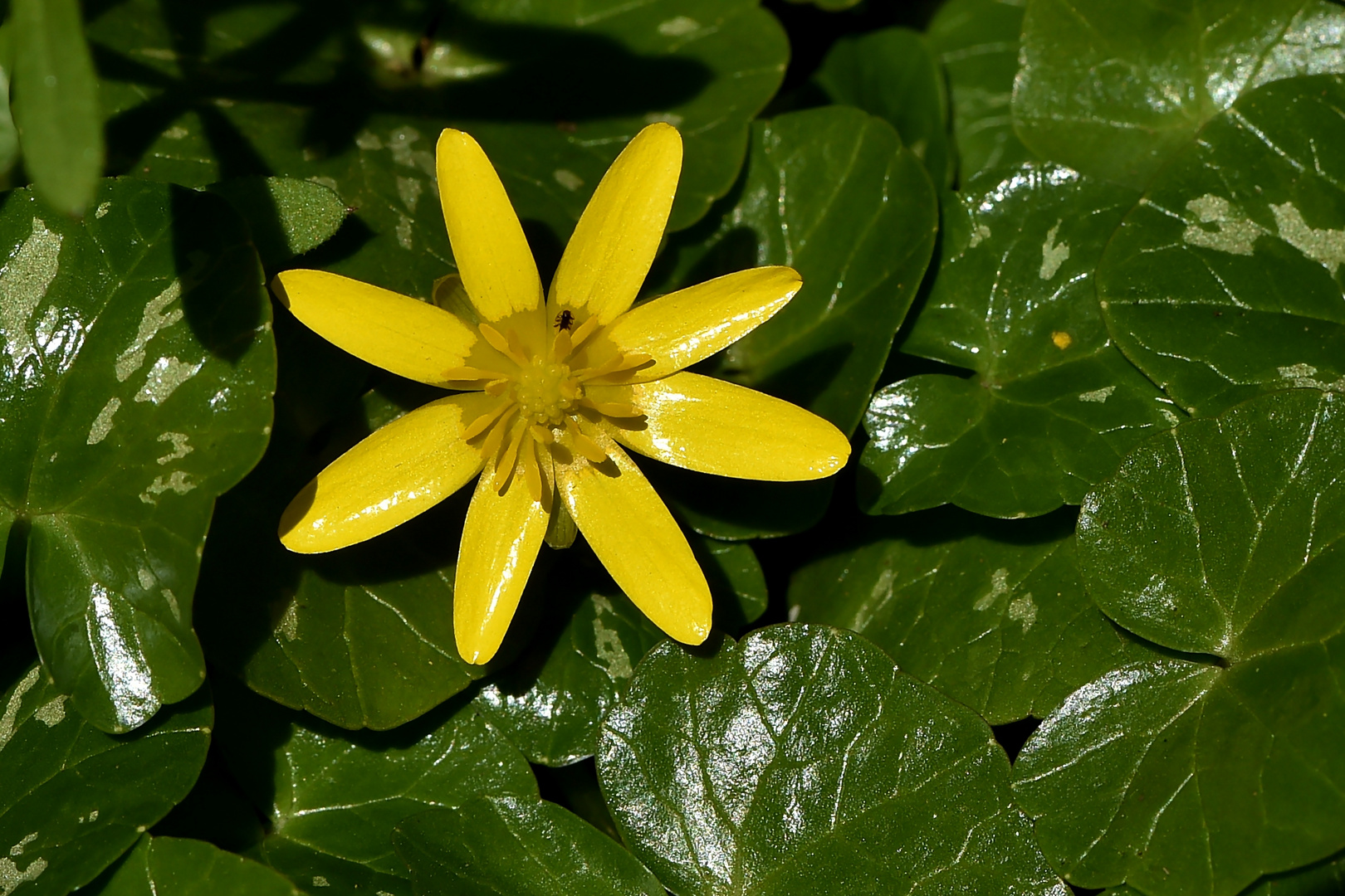 Der Frühling grüßt