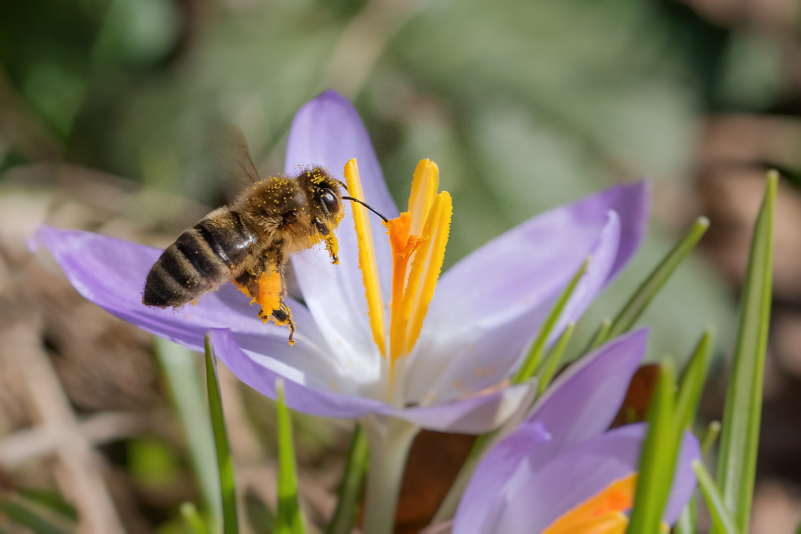 Der Frühling grüsst...