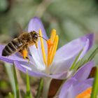 Der Frühling grüsst...