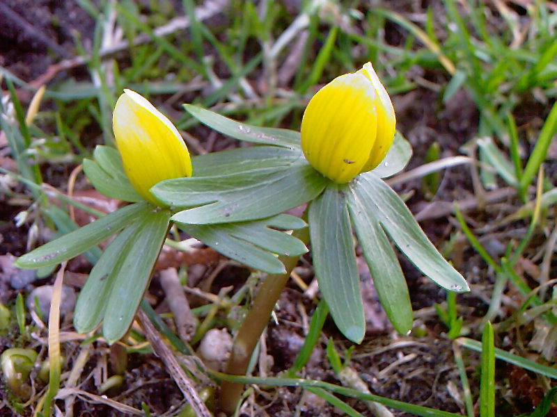 Der Frühling grüßt 2!!