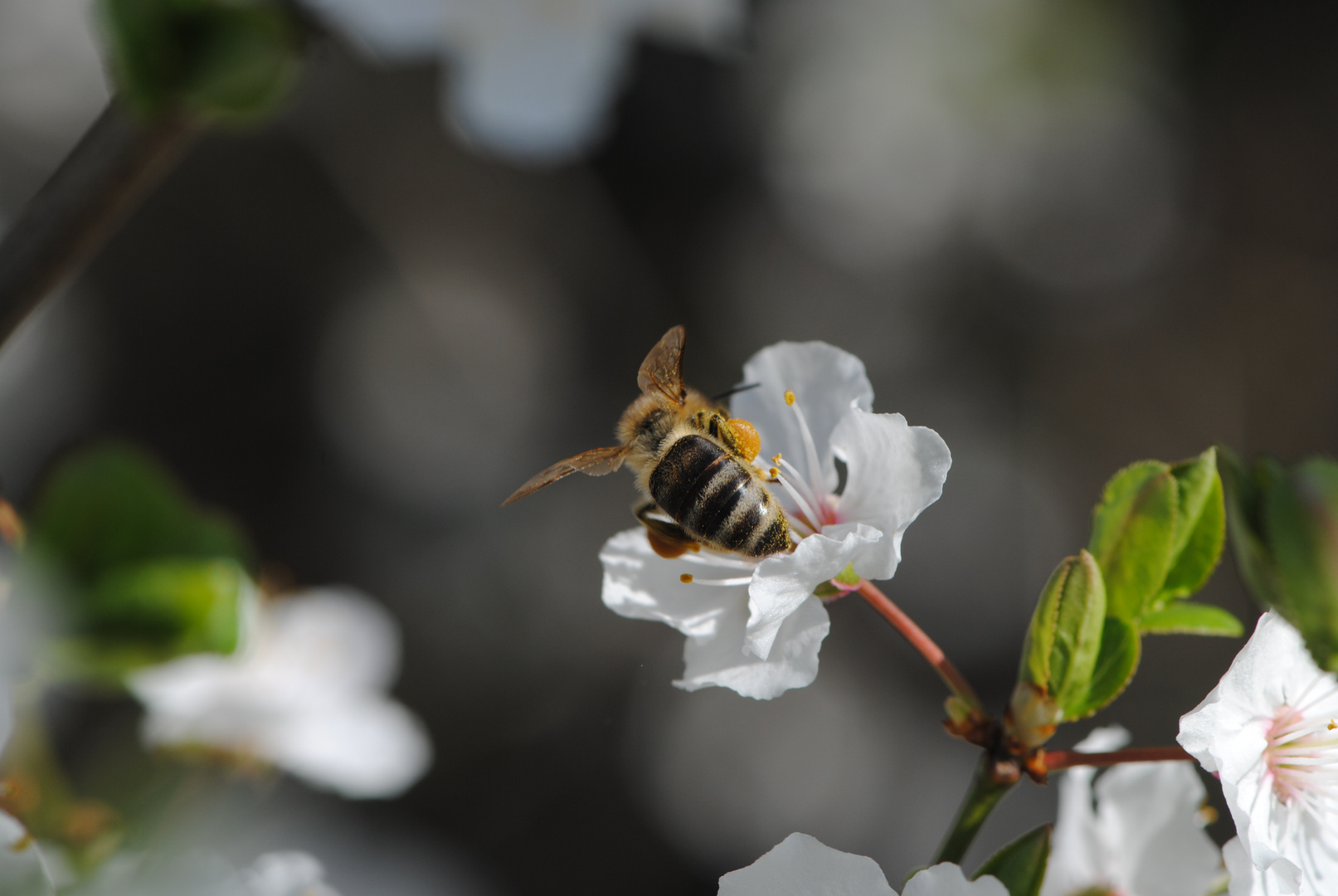 Der Frühling grüßt...