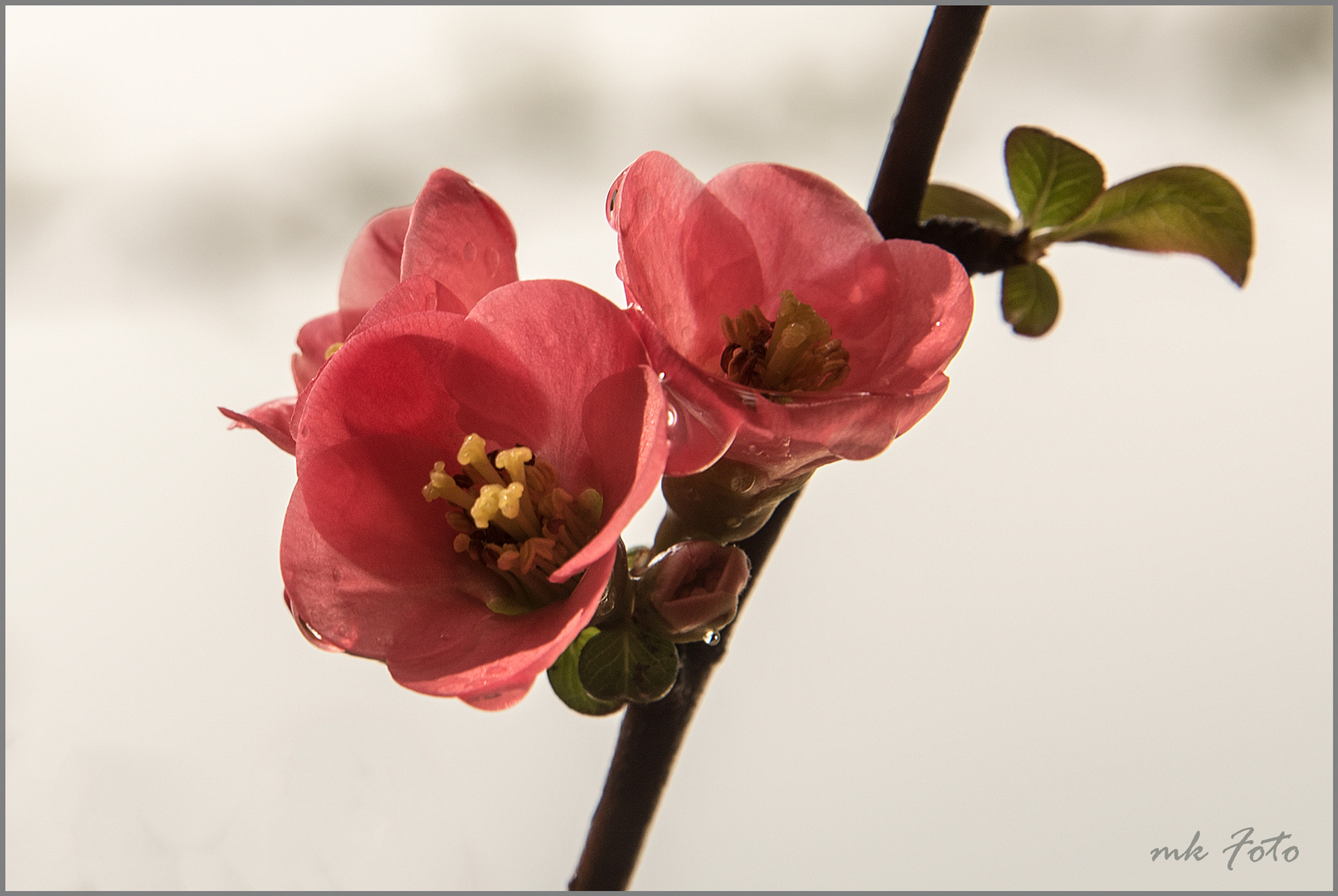 Der Frühling grüßt