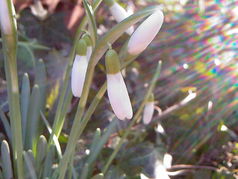 Der Frühling grüßt!!