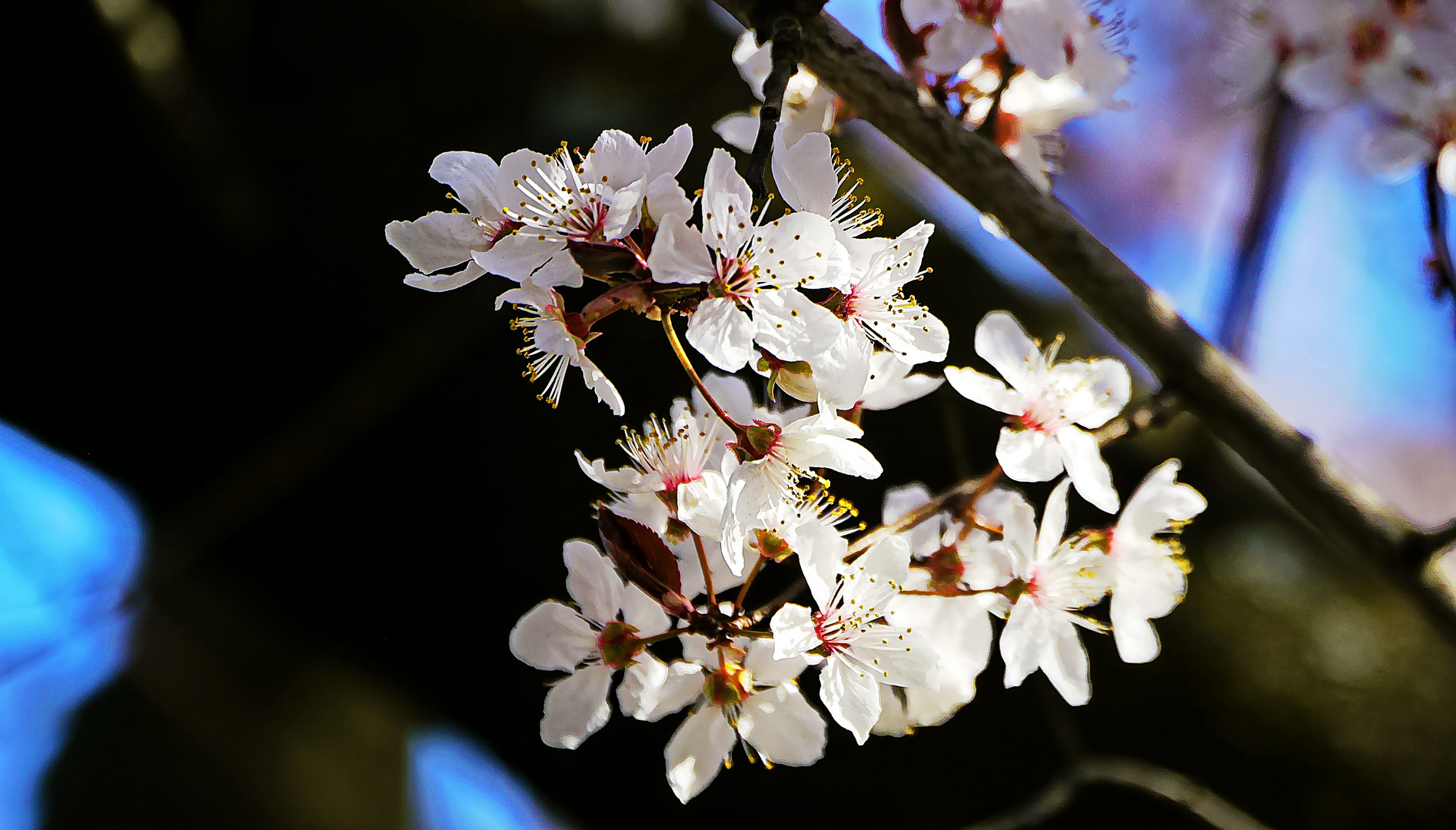 Der Frühling grüsst.....