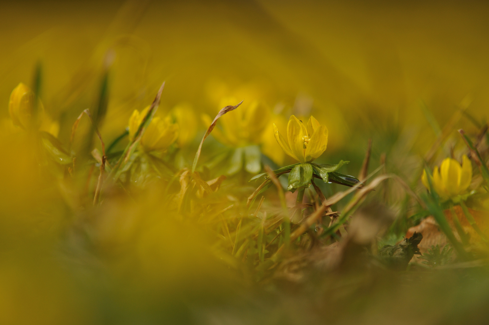 Der Frühling grüßt in Gelb