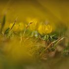 Der Frühling grüßt in Gelb