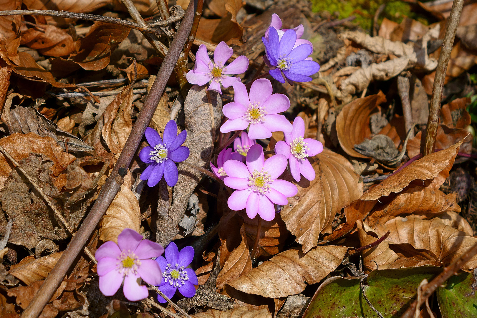 der Frühling grüßt mit Pracht