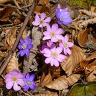 der Frühling grüßt mit Pracht