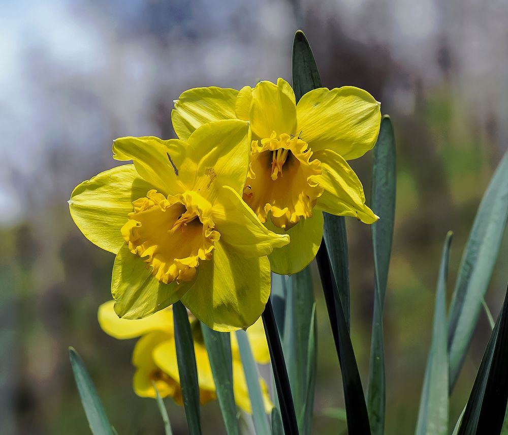 Der Frühling hält Einzug......