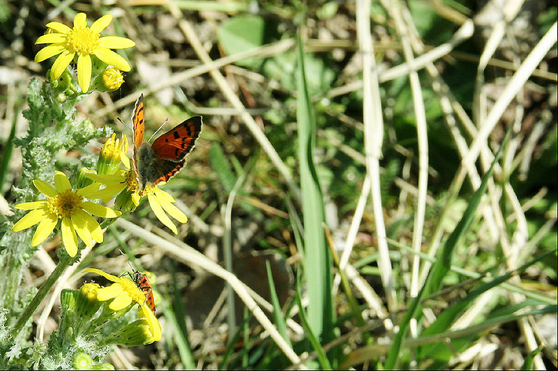 .: Der Frühling hält Einzug :.