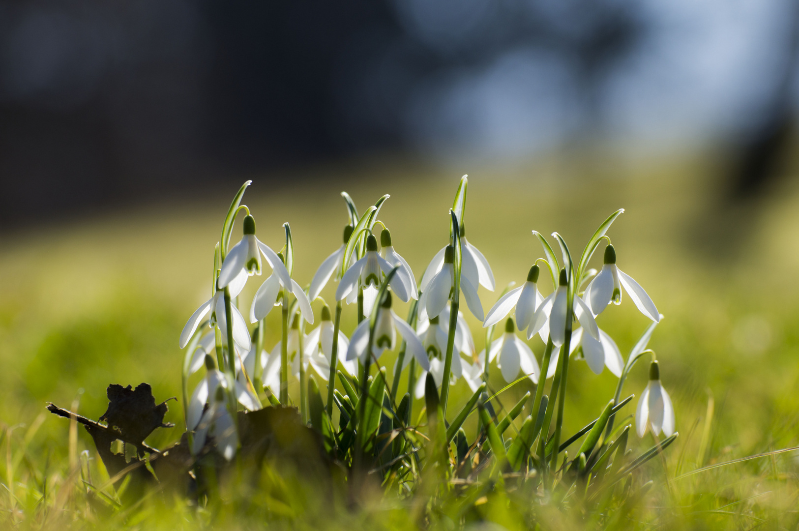 .... der Frühling hält Einzug ....