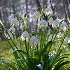 der Frühling hält Einzug,