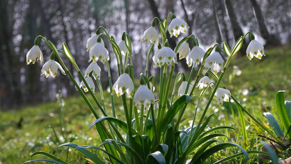 der Frühling hält Einzug,